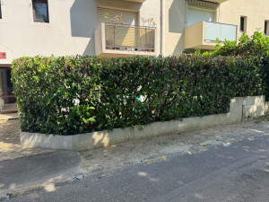 Photo de galerie - Taille de haies de laurier