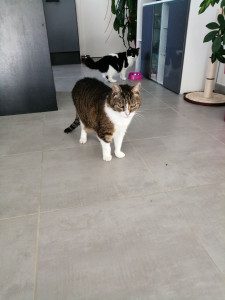 Photo de galerie - Garde chat