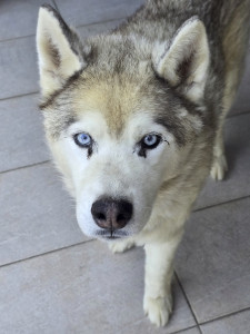 Photo de galerie - Guismo, husky de 14 ans gardé chez lui