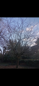 Photo de galerie - Elagage et coupe d'arbres