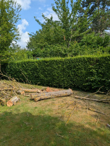 Photo de galerie - Elagage et coupe d'arbres