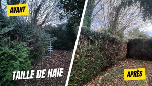 Photo de galerie - Taille d'une haie malade