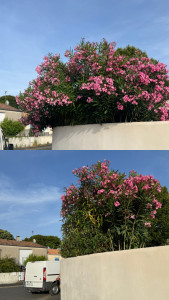 Photo de galerie - Tonte de pelouse - Débroussaillage