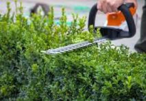 Photo de galerie - Taille de haies 