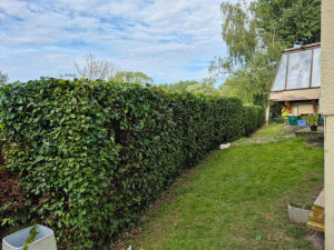 Photo de galerie - Taille haie