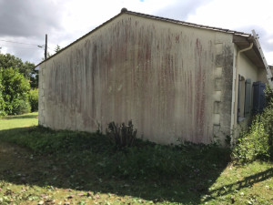 Photo de galerie - Tonte de pelouse - Débroussaillage