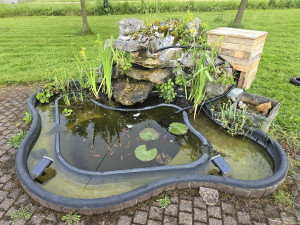 Photo de galerie - Réfection d'un bassin laisser à l'abandon depuis plus de 5 ans, avec système de filtration et plante aquatique.