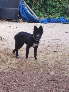 Photo de galerie - Garde chien