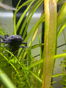 Photo de galerie - Connaissance amphibien et poisson 