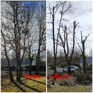 Photo de galerie - Elagage et coupe d'arbres