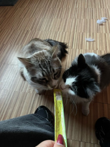 Photo de galerie - Ada et Végéta, deux adorables chats garder à leur domicile. 