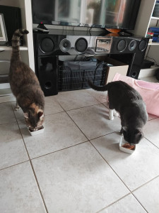 Photo de galerie - Visite à domicile régulière de deux chats 