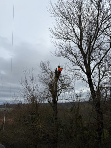 Photo de galerie - Élagage près d’une ligne à haute tension