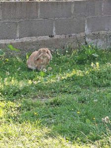 Photo de galerie - Garde lapin
