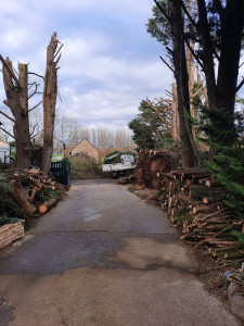 Photo de galerie - Abattage et découpe de plusieurs sapins 