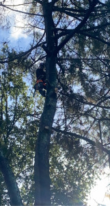 Photo de galerie - Elagage et coupe d'arbres