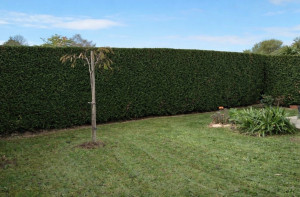 Photo de galerie - Taillage d’une haie