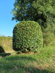 Photo de galerie - Taille de haies et d'arbustes