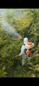 Photo de galerie - Traitement glyphosate 