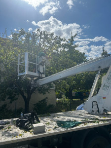 Photo de galerie - Taille Prunier avec engins nacelle 