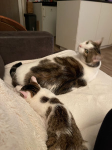 Photo de galerie - Ulysse chaton de 3 mois avec mon chat Stitch 