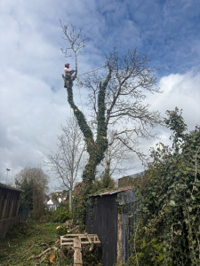 Photo de galerie - Démontage de deux noyers au dessus d’un hangar 