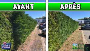 Photo de galerie - Une taille de haie