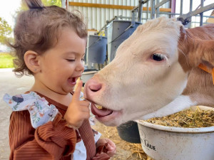 Photo de galerie - Petite sortie à la ferme, acheter du lait frais, et rendre visite au veaux 