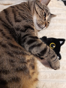 Photo de galerie - Garde chat