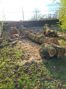 Photo de galerie - Abattage 