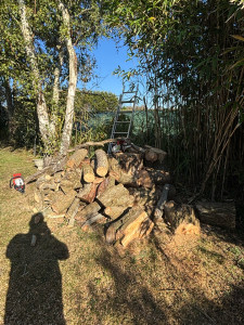 Photo de galerie - Elagage et coupe d'arbres