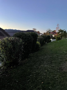 Photo de galerie - Taille de haies et d'arbustes