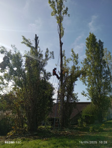 Photo de galerie - Elagage et coupe d'arbres
