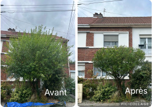 Photo de galerie - Taille d’un arbre 