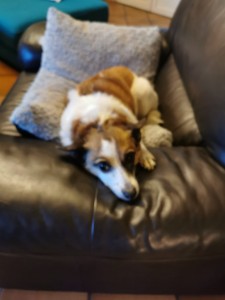 Photo de galerie - Garde chien