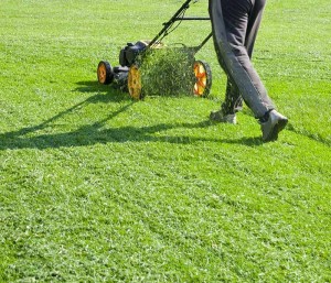 Photo de galerie - Tonte de pelouse - Débroussaillage