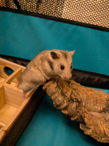 Photo de galerie - Garde animaux