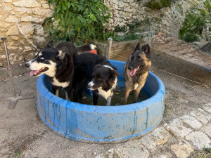 Photo de galerie - Garde chien 