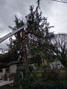 Photo de galerie - élagage d'un arbre frappé par la foudre 