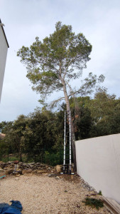 Photo de galerie - Elagage et coupe d'arbres