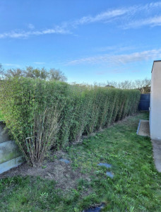 Photo de galerie - Taille de bambous 