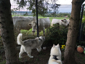 Photo de galerie - Garde chien