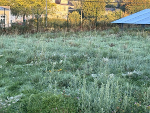 Photo de galerie - Tonte de pelouse - Débroussaillage