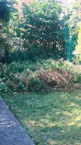 Photo de galerie - Débroussaillage et taille d'un jardin
