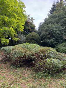 Photo de galerie - Taille d’arbuste à la cisaille 