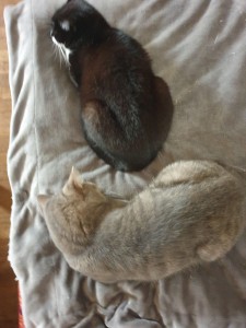 Photo de galerie - Garde chat