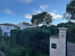 Photo de galerie - Taille de haies et d'arbustes