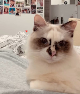 Photo de galerie - Chat gardé à mon domicile 