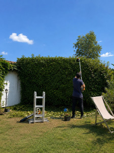 Photo de galerie - Taille de haies de lauriers photinia