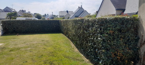Photo de galerie - Taille de haies et d'arbustes